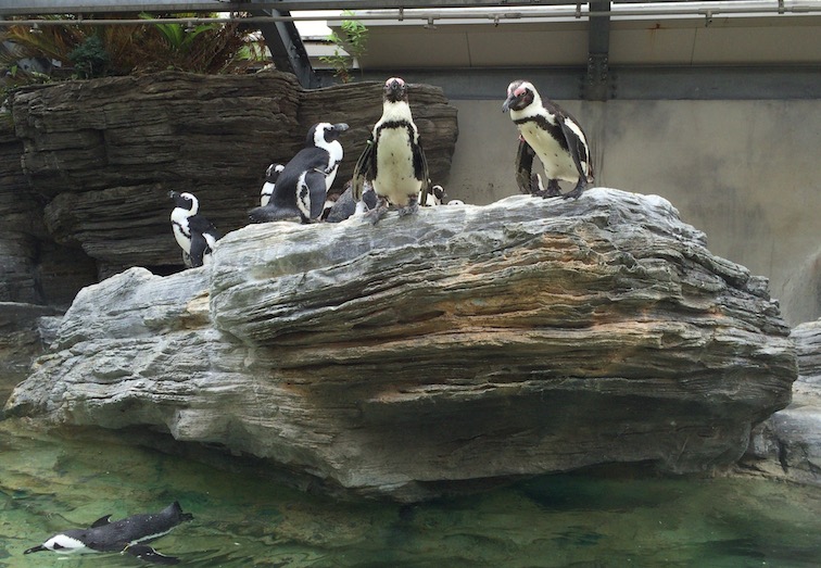 サンシャイン水族館ペンギン