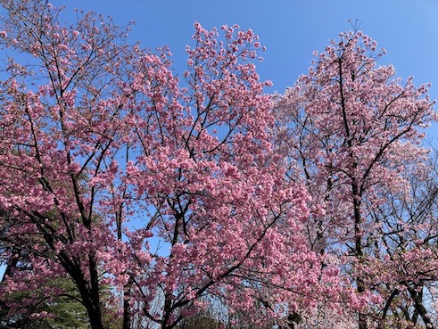 桜